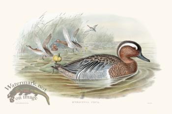 Gould Waterfowl 31